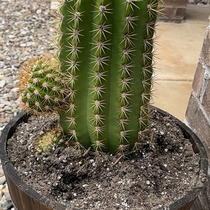 Photo of the plant species Trichocereus 'Sun Goddess' by @AceFanmoss34 named Mando on Greg, the plant care app