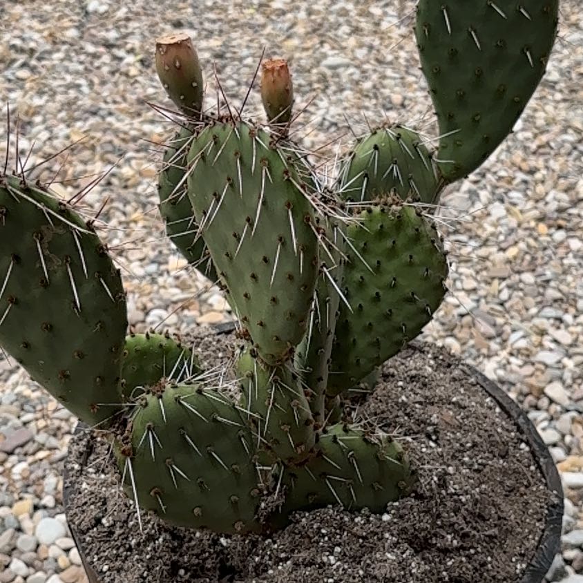 Photo of the plant species Brownspine Prickly Pear by @AceFanmoss34 named Denali on Greg, the plant care app