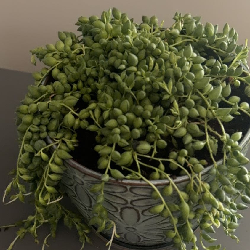 Photo of the plant species String of Raindrops by @UniquelyKale78 named Spike Leaves on Greg, the plant care app