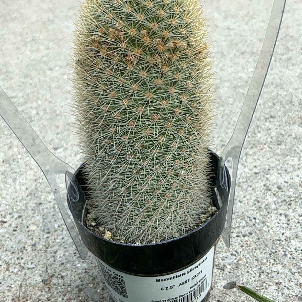 Photo of the plant species Mammillaria densispina by @PetBrushbox21 named Gerald on Greg, the plant care app