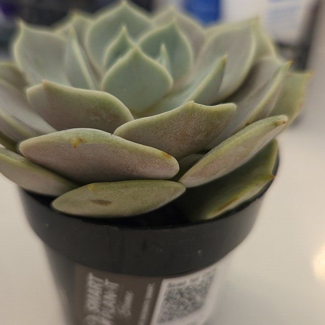 Photo of the plant species Echeveria Hybrid by @GladBarley89 named Demi on Greg, the plant care app