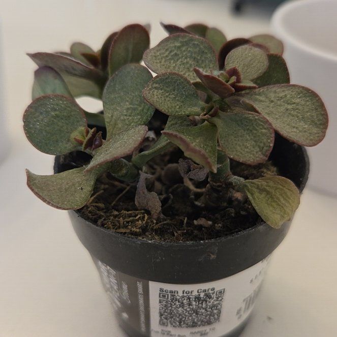 Photo of the plant species Crassula Ovata by @GladBarley89 named Lavender on Greg, the plant care app
