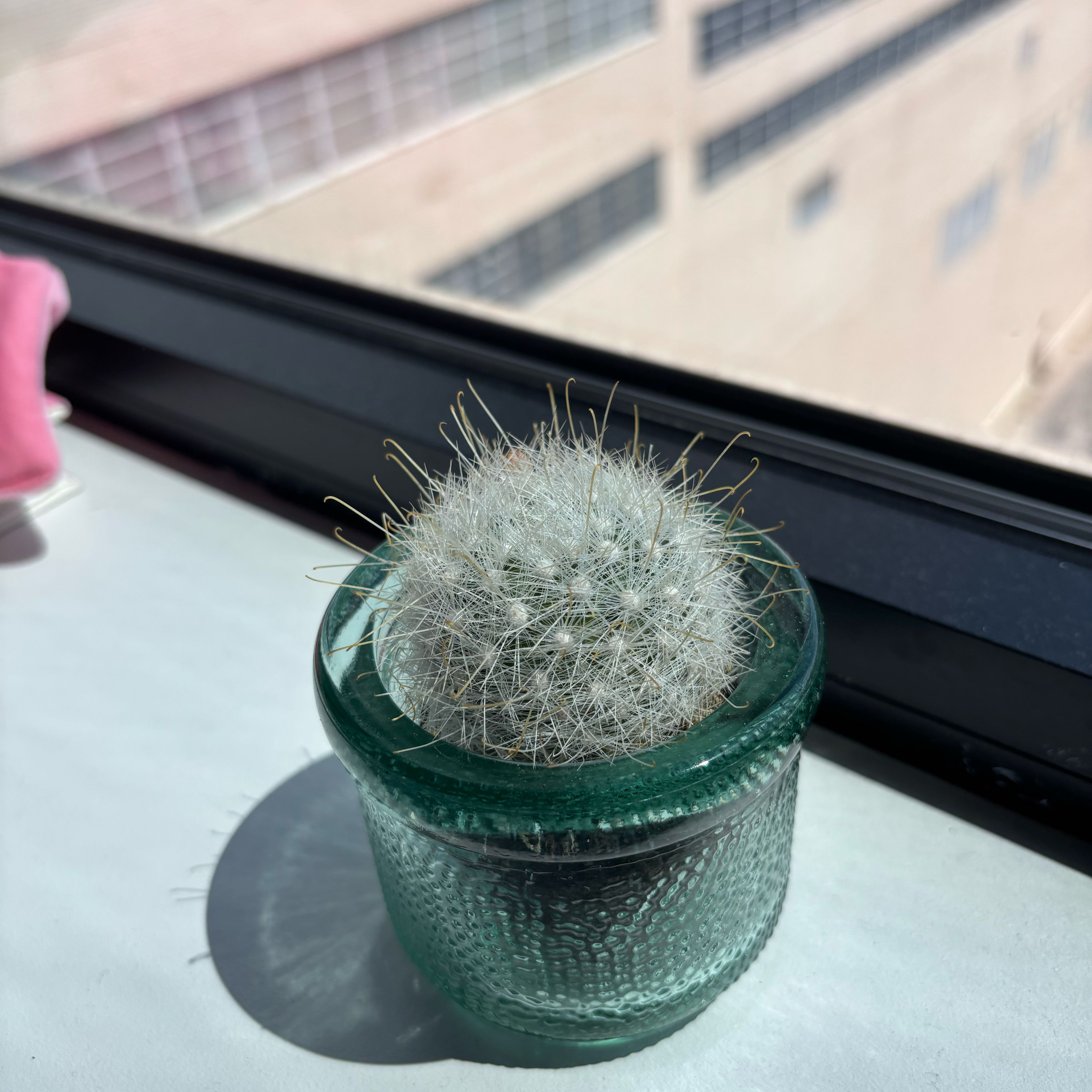 Photo of the plant species Mammillaria senilis by @PalpableWildyam named Osmo on Greg, the plant care app