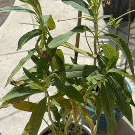 Photo of the plant species Scarlet Milkweed by @KeenKaro57 named Madonna on Greg, the plant care app