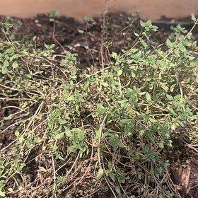 Photo of the plant species Breckland Thyme by @YummyBulrush27 named Rainier on Greg, the plant care app