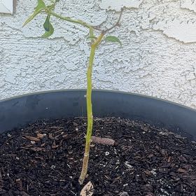 Photo of the plant species Jalapeno Pepper by @YummyBulrush27 named Planty on Greg, the plant care app