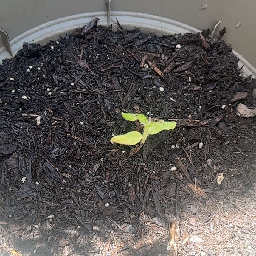 Photo of the plant species Dwarf Sunflower 'Bambino' by @YummyBulrush27 named Sol on Greg, the plant care app
