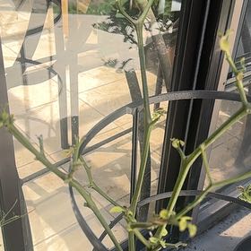 Photo of the plant species Jalapeno Pepper by @YummyBulrush27 named Drake on Greg, the plant care app