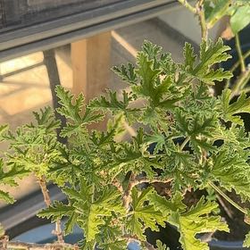 Photo of the plant species Citronella (anti-mosquito plant) by @YummyBulrush27 named Tolkien on Greg, the plant care app