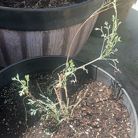 Photo of the plant species California Poppy by @YummyBulrush27 named Surya on Greg, the plant care app