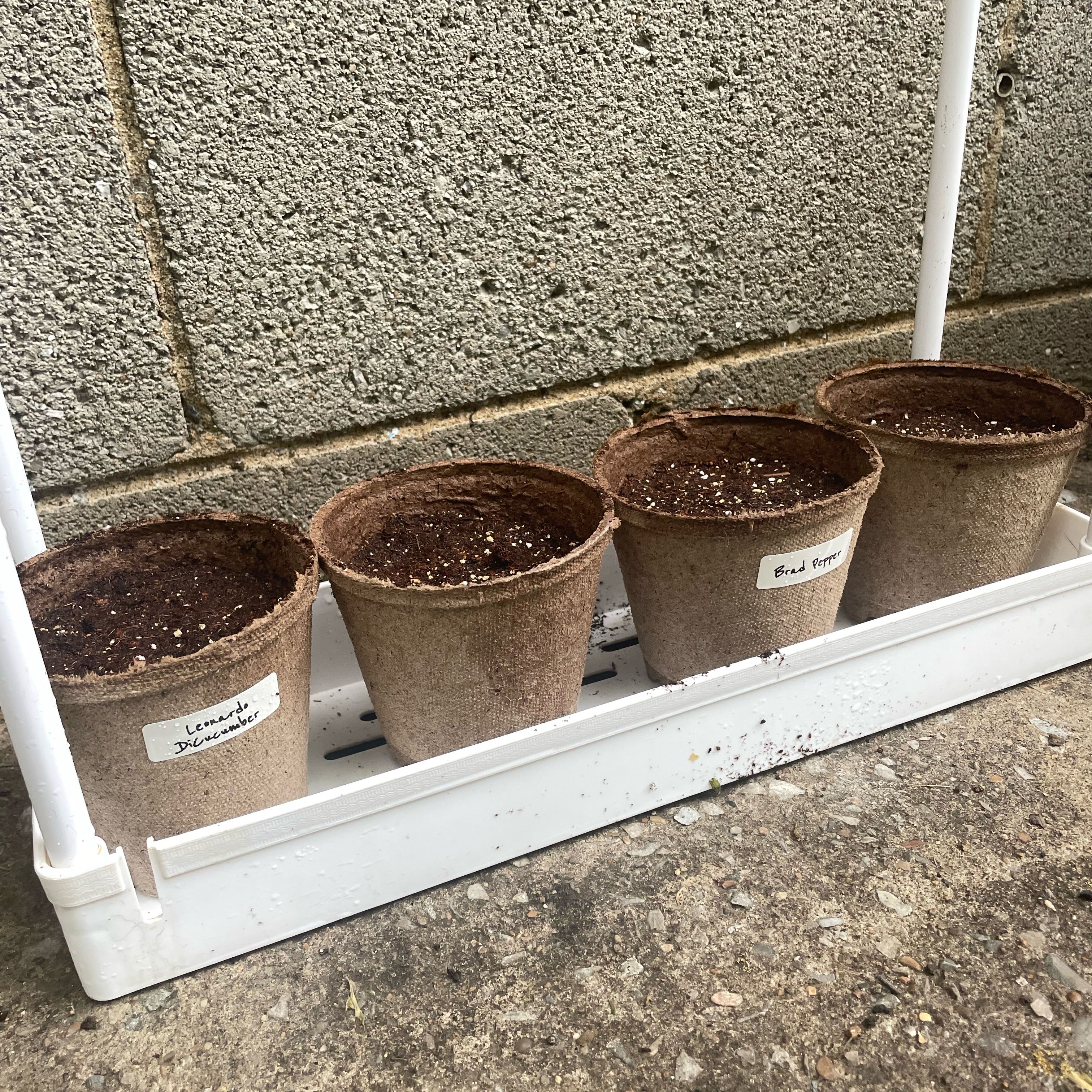 Photo of the plant species Cucumber 'Straight 8' by @YeahSeaoats70 named Leonardo DiCucumber on Greg, the plant care app