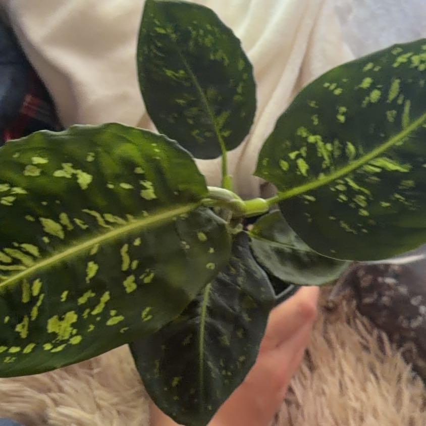 Photo of the plant species Diffenbachia reflector by @FitSilvergum9 named Beyonce on Greg, the plant care app