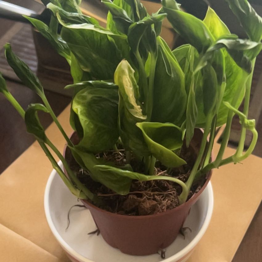 Photo of the plant species Shangri-La by @NewKohleria98 named Walt on Greg, the plant care app