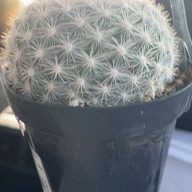 Photo of the plant species Button Cactus by @YeahRedclaws33 named Captain Plant-it on Greg, the plant care app