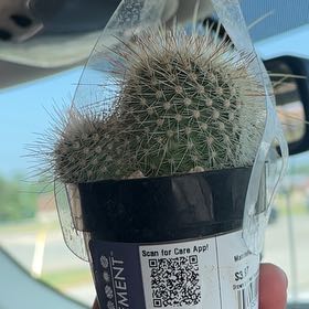 Photo of the plant species Mammillaria densispina by @IdolBabyburro71 named Kardashian on Greg, the plant care app