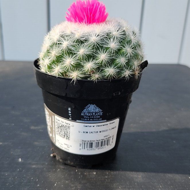 Photo of the plant species Pincushion Cactus by @MovingKiekie55 named Fern on Greg, the plant care app