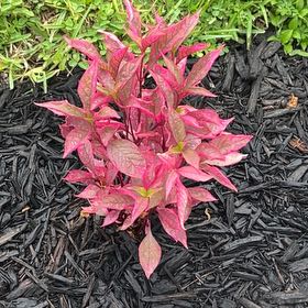Photo of the plant species Alternanthera 'Ruby Flake' by @AmberAdvocate27 named Alternanthera on Greg, the plant care app