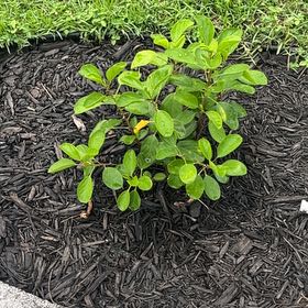 Photo of the plant species Yellow Hibiscus by @AmberAdvocate27 named Hibiscus on Greg, the plant care app