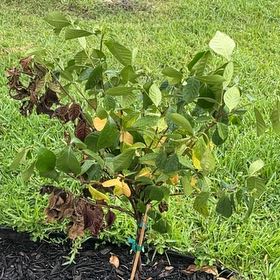 Photo of the plant species Common Gardenia by @AmberAdvocate27 named Gardenia Tree on Greg, the plant care app