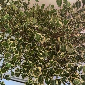 Photo of the plant species Ficus Triangularis by @HoneyedWeed61 named Coco on Greg, the plant care app