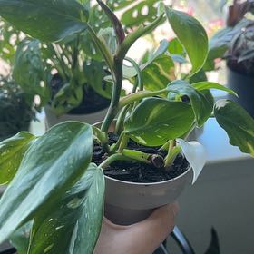 Photo of the plant species White Knight Philodendron by @RadGreen11 named Apollo on Greg, the plant care app