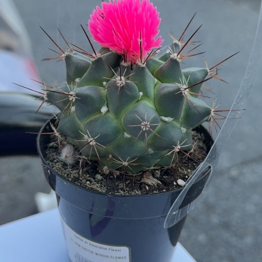 Photo of the plant species Texas Barrel Cactus by @ZealLime55 named Xena on Greg, the plant care app