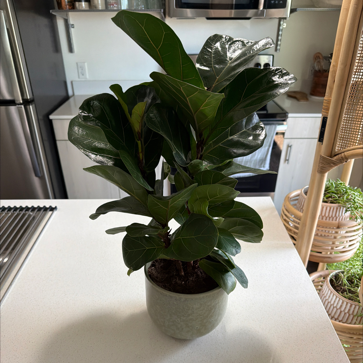 Photo of the plant species Little Fiddle by @PerfectTearose named Dwarf Fiddle Leaf Fig on Greg, the plant care app
