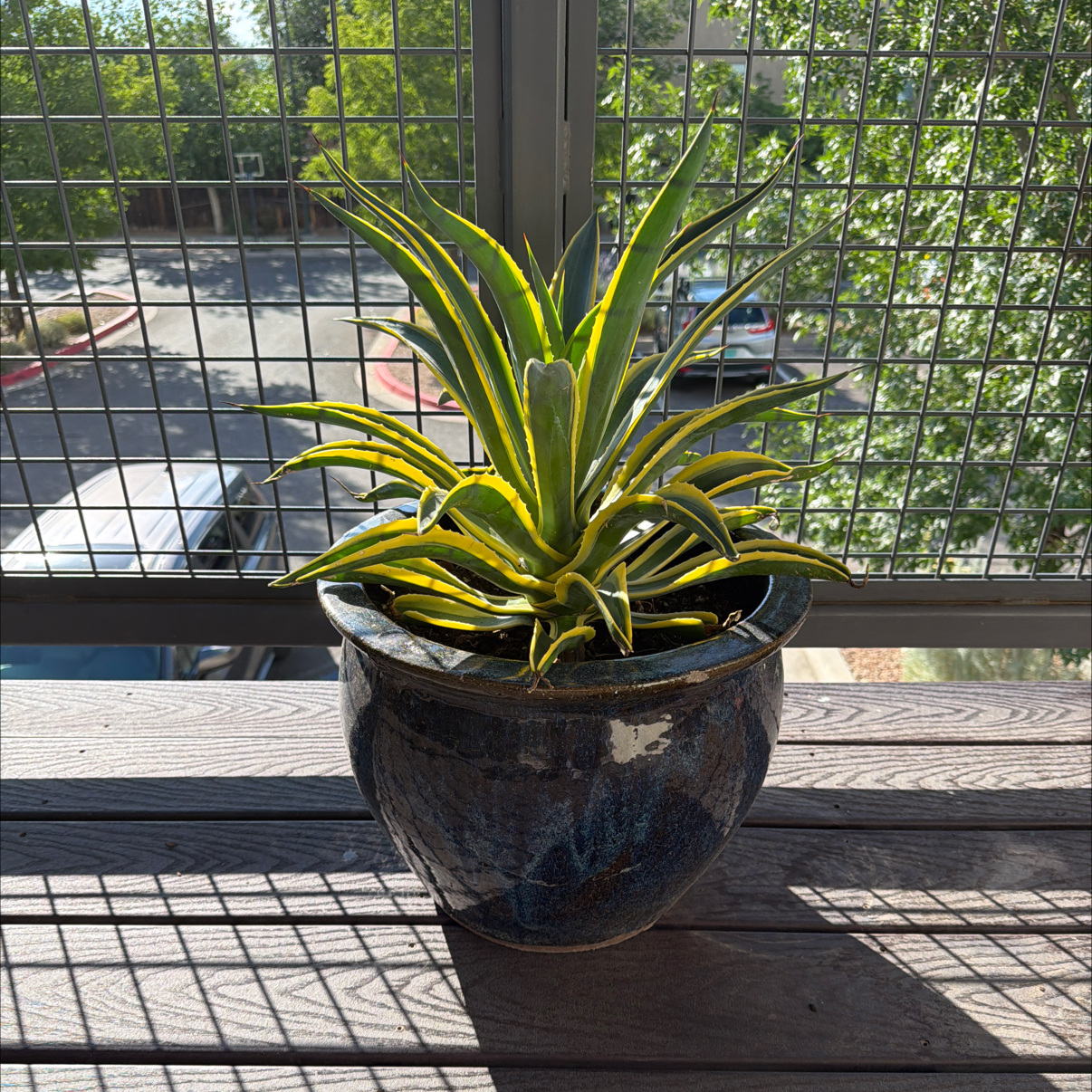 Photo of the plant species Agave desmetiana 'Gold Rush' by @PerfectTearose named Agave Gold Rush on Greg, the plant care app