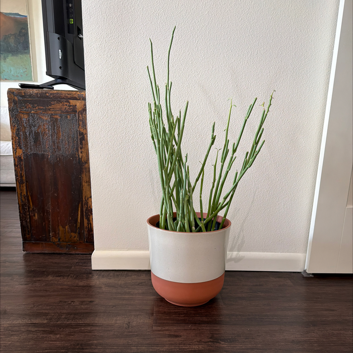 Photo of the plant species Pedilanthus bracteatus by @PerfectTearose named Slipper Plant on Greg, the plant care app