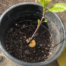 Photo of the plant species Avocado by @GemLambsear43 named Hamilton on Greg, the plant care app