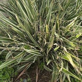 Photo of the plant species New Zealand Flax by @GemLambsear43 named Achilles on Greg, the plant care app