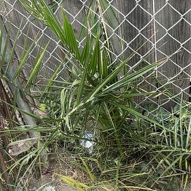 Photo of the plant species Canary Island Date Palm by @GemLambsear43 named Naomi on Greg, the plant care app