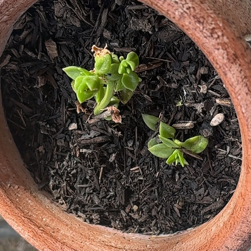 Photo of the plant species Sea Sandwort by @GemLambsear43 named Clooney on Greg, the plant care app