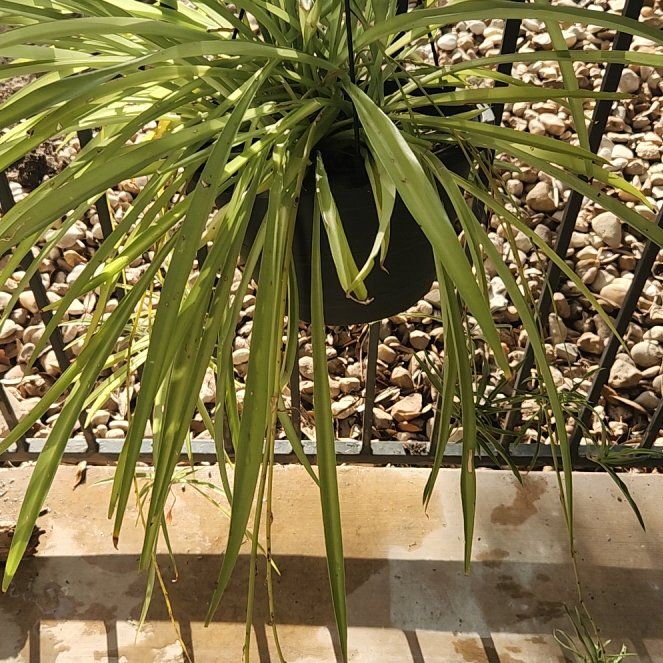 Photo of the plant species Ocean Spider Plant by @NewTutu73 named da Vinci on Greg, the plant care app