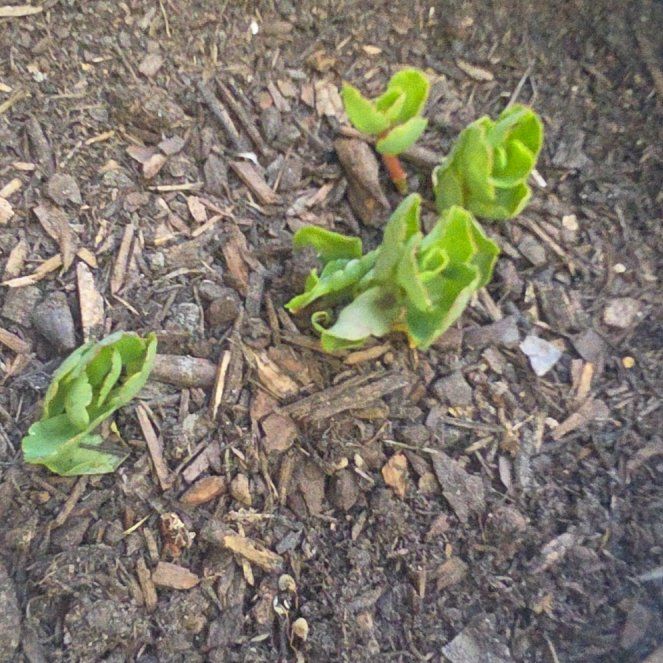 Photo of the plant species Shiny Leaf by @CordialBeech named Kesha on Greg, the plant care app