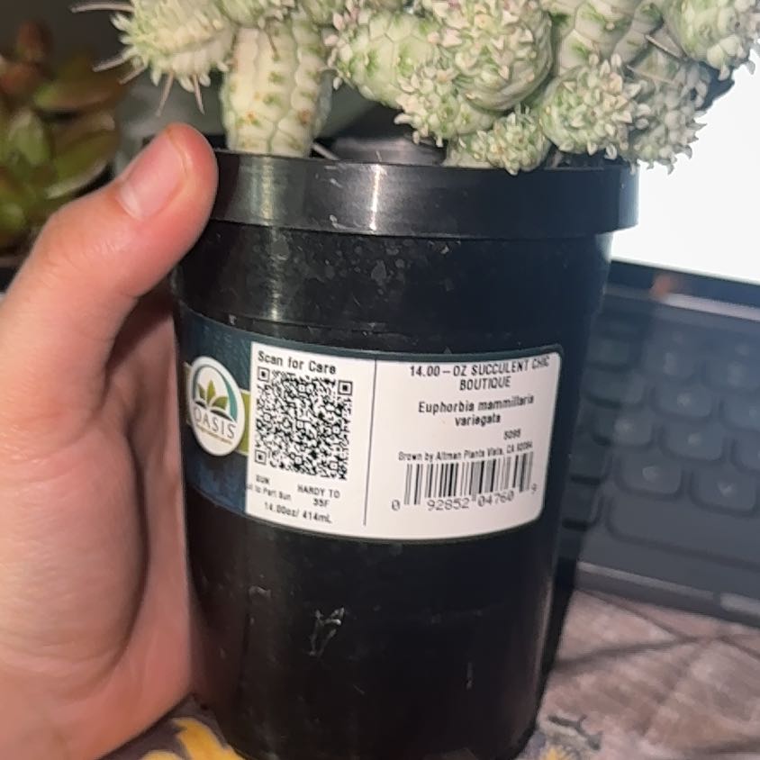 Photo of the plant species Variegated Corncob Cactus by @JuicySuncup19 named Star on Greg, the plant care app