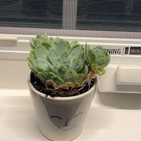 Photo of the plant species Echeveria 'Arctic Ice' by @YeahDidelta63 named Curie on Greg, the plant care app