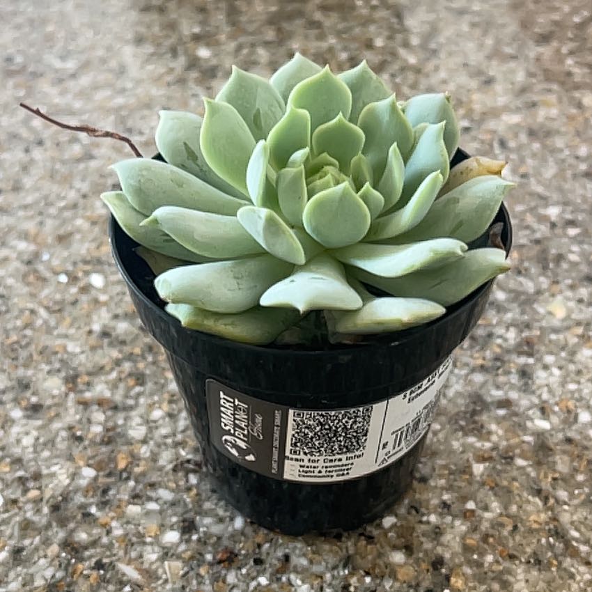 Photo of the plant species Echeveria 'Seraphina' by @Cushionbush11 named Homer on Greg, the plant care app