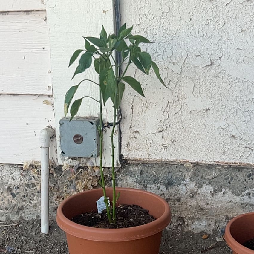 Photo of the plant species Giant Jalapeno Pepper by @Cushionbush11 named Madonna on Greg, the plant care app