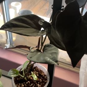 Photo of the plant species Arrowhead Vine 'Red Arrow' by @HipGrapeivy46 named Keanu Leaves on Greg, the plant care app
