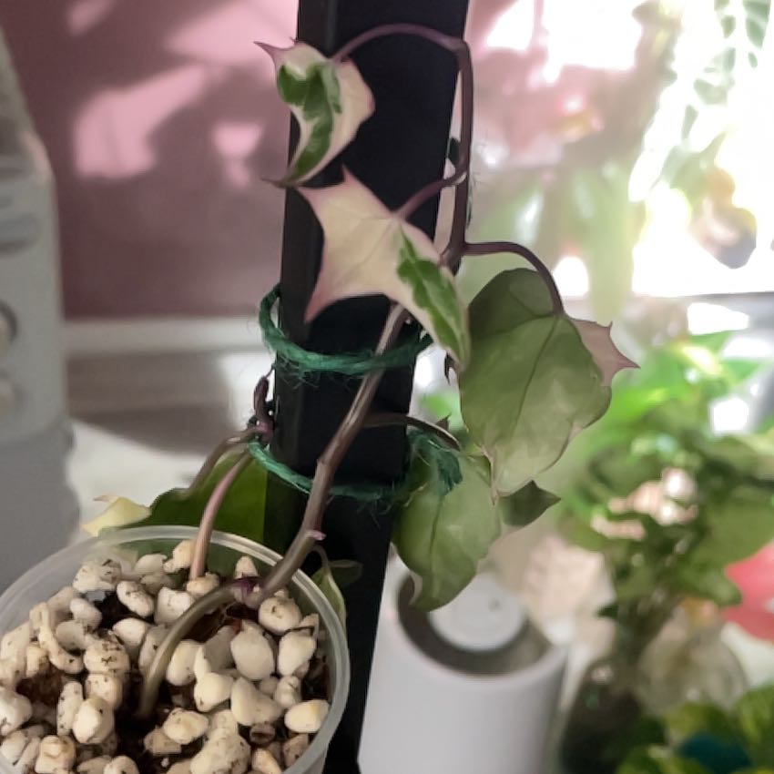 Photo of the plant species Cape Ivy by @HipGrapeivy46 named Stella on Greg, the plant care app