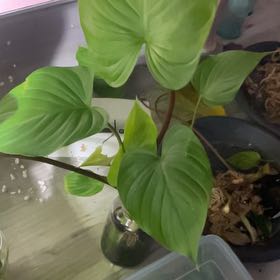 Photo of the plant species Homalomena Maggy by @HipGrapeivy46 named Navajo on Greg, the plant care app