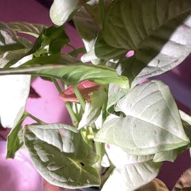 Photo of the plant species Confetti Syngonium by @HipGrapeivy46 named Denali on Greg, the plant care app