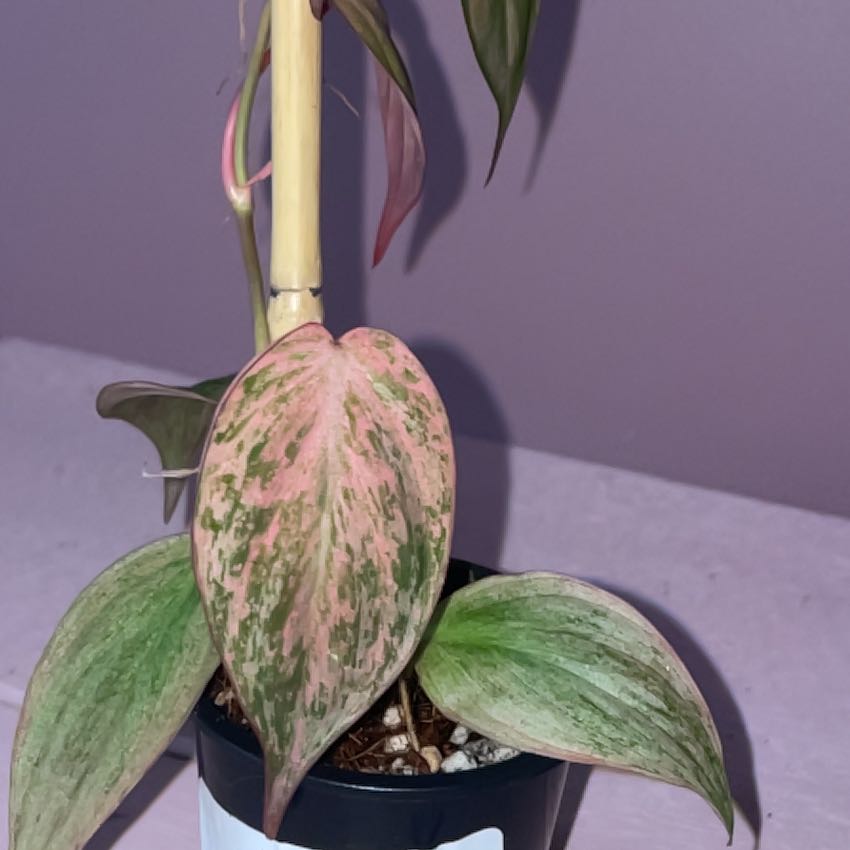 Photo of the plant species Philodendron micans 'Albo Pink' by @HipGrapeivy46 named ChloroPhil on Greg, the plant care app