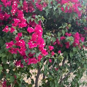 Photo of the plant species Lesser Bougainvillea by @RadMoonflower named Beyonce on Greg, the plant care app