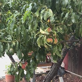 Photo of the plant species Peach Tree by @RadMoonflower named Kendall on Greg, the plant care app