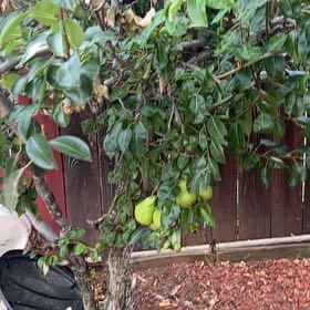 Photo of the plant species Common Pear by @RadMoonflower named Drake on Greg, the plant care app