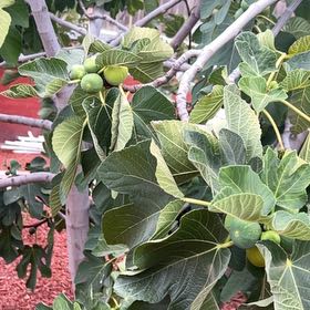 Photo of the plant species Brown Turkey Fig by @RadMoonflower named Khaleesi on Greg, the plant care app