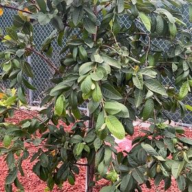 Photo of the plant species Milkflower Cotoneaster by @RadMoonflower named Einstein on Greg, the plant care app