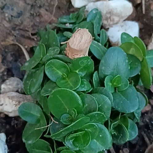 Photo of the plant species Red Chickweed by @WinPilea30 named Gregarious on Greg, the plant care app